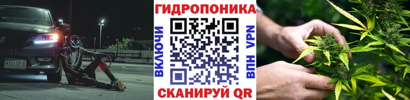 Канабис сатива  Лахденпохья 